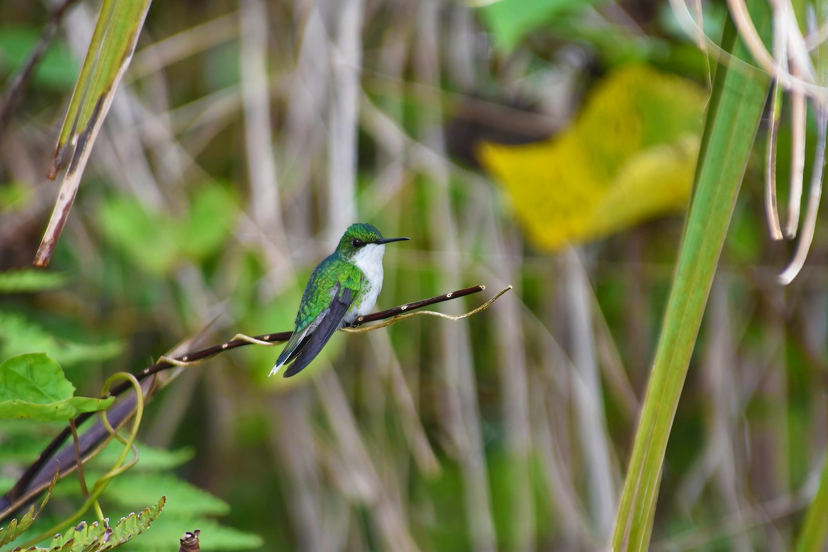 Puerto Rican Emerald - ML628791607