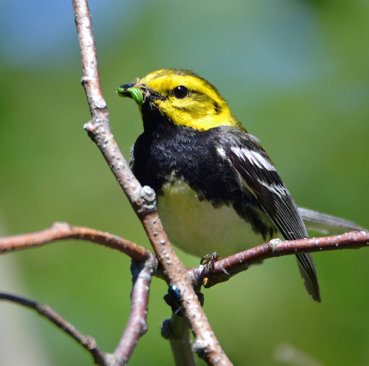 Black-throated Green Warbler - ML62879181