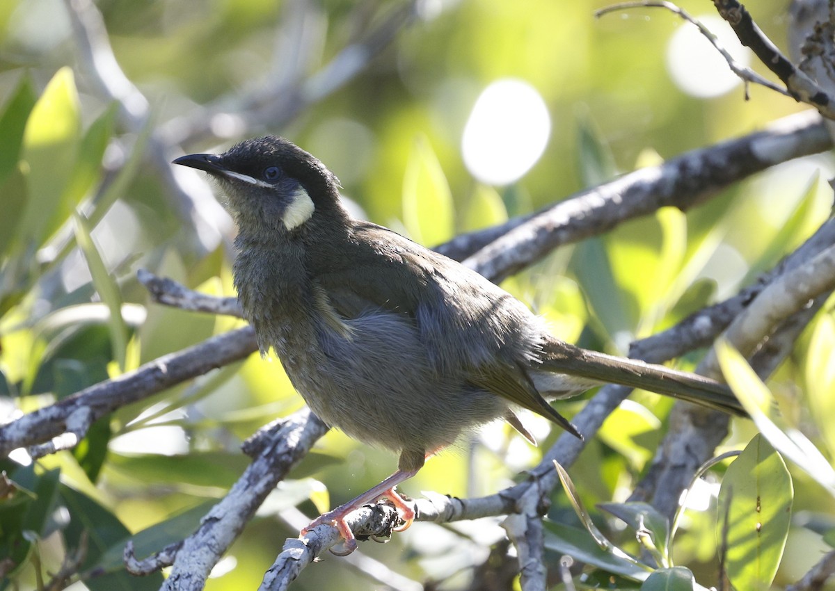 Lewin's Honeyeater - ML628791824