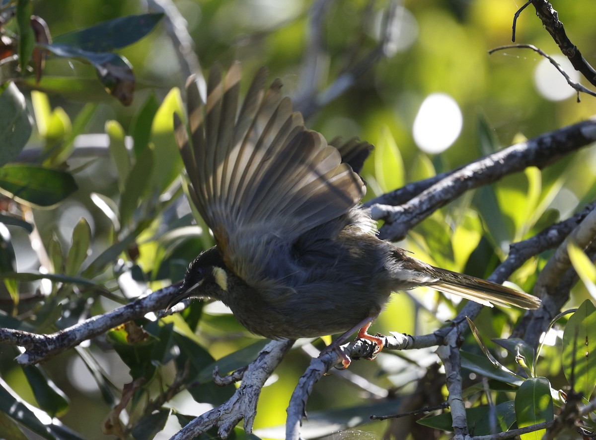 Lewin's Honeyeater - ML628791825
