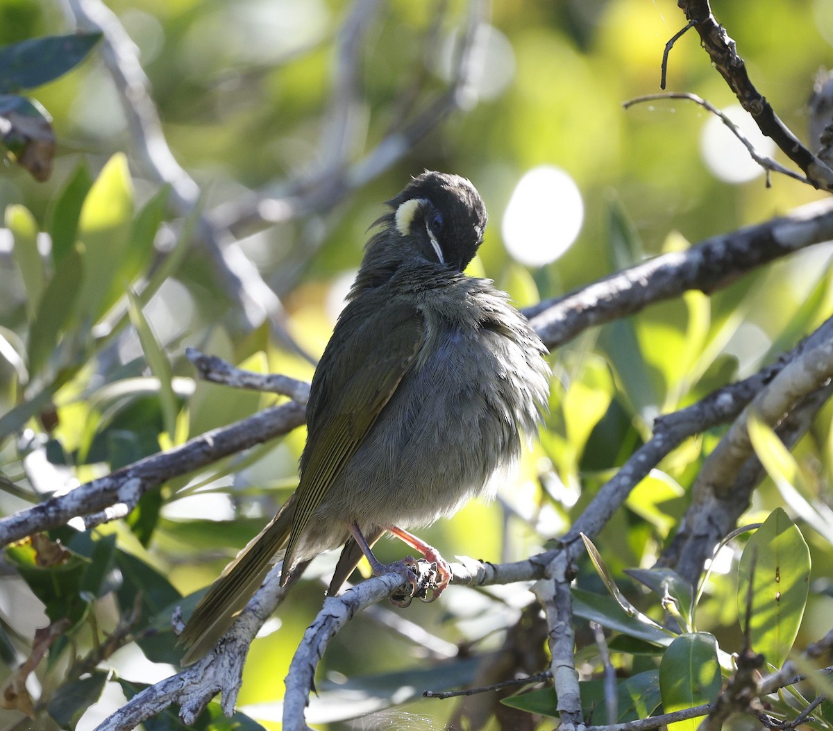 Lewin's Honeyeater - ML628791826