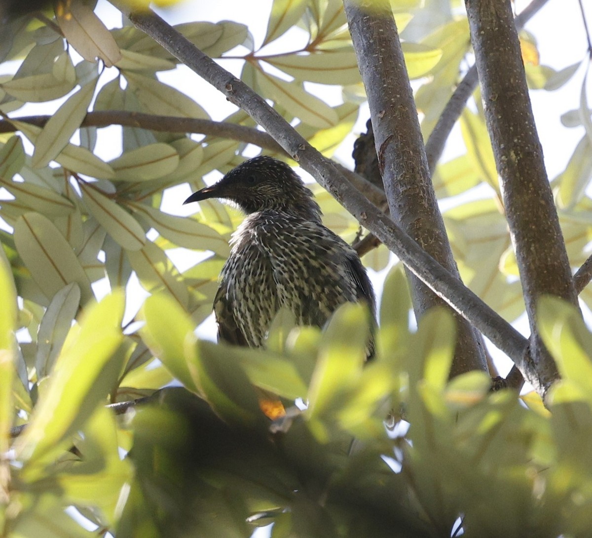 Little Wattlebird - ML628791849