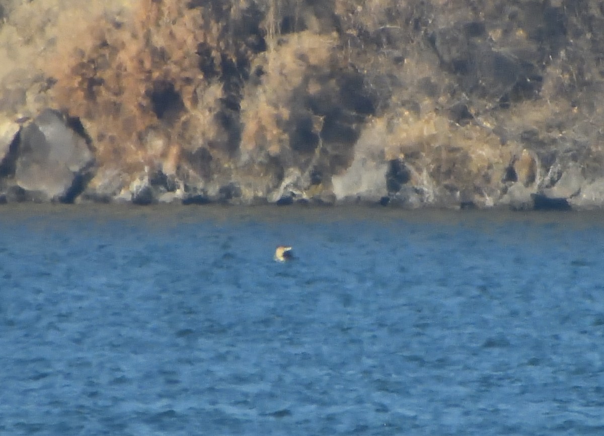 Yellow-billed Loon - ML628791945