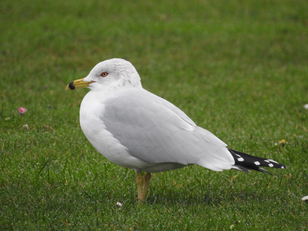 Ring-billed Gull - ML628791977