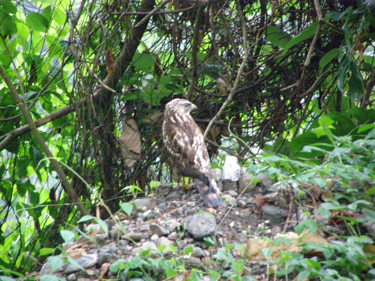 Broad-winged Hawk - ML628792317