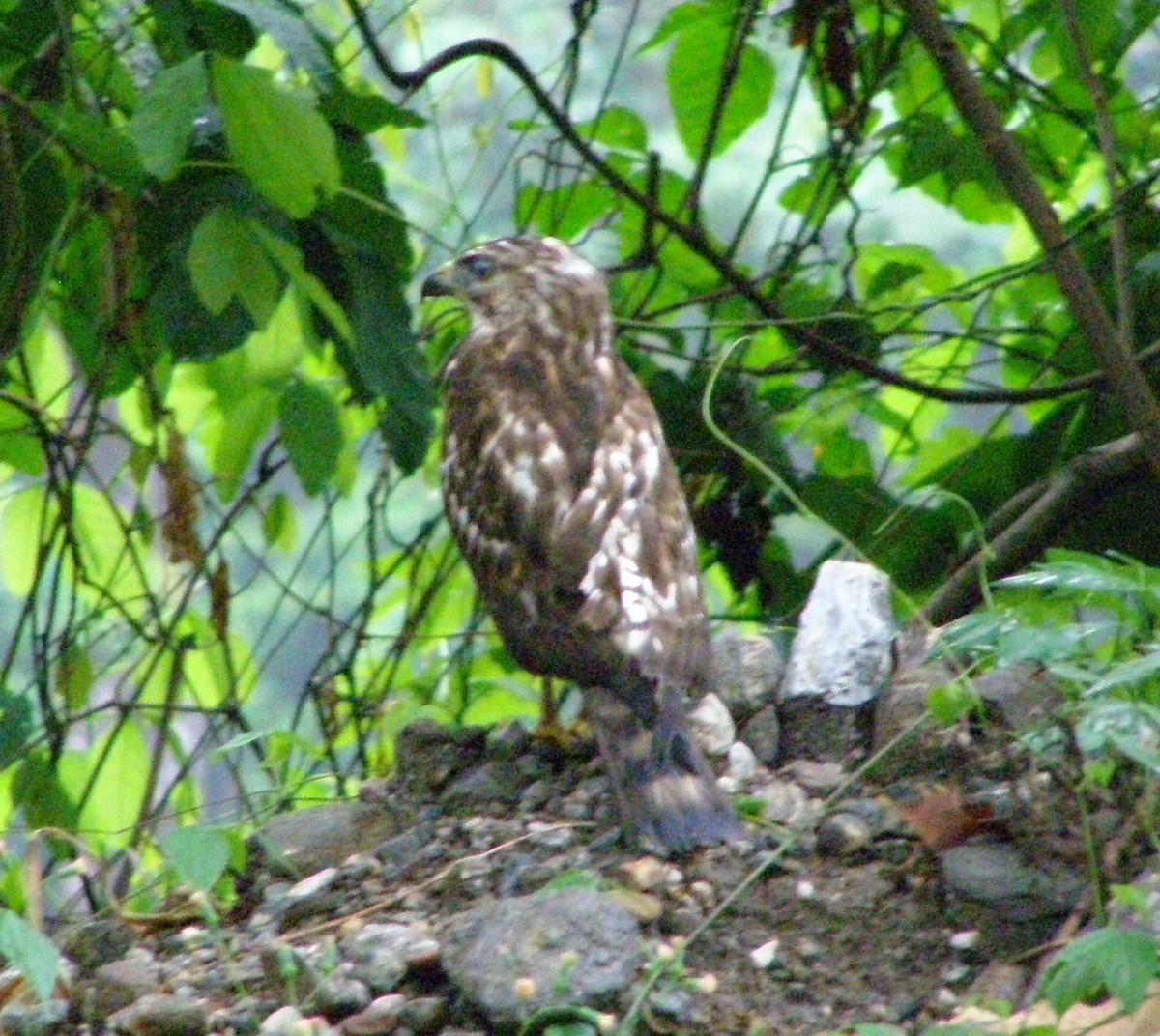 Broad-winged Hawk - ML628792324