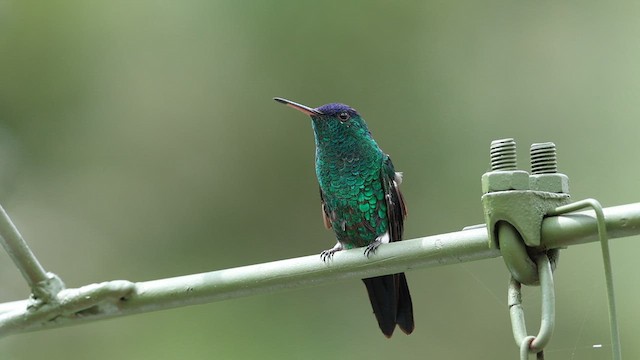 indigokronekolibri - ML628792555