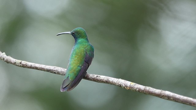 Black-throated Mango - ML628792632