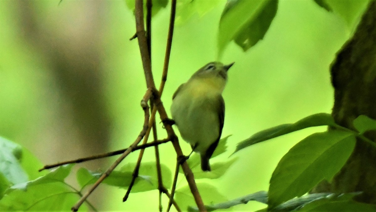 Philadelphia Vireo - ML628792644