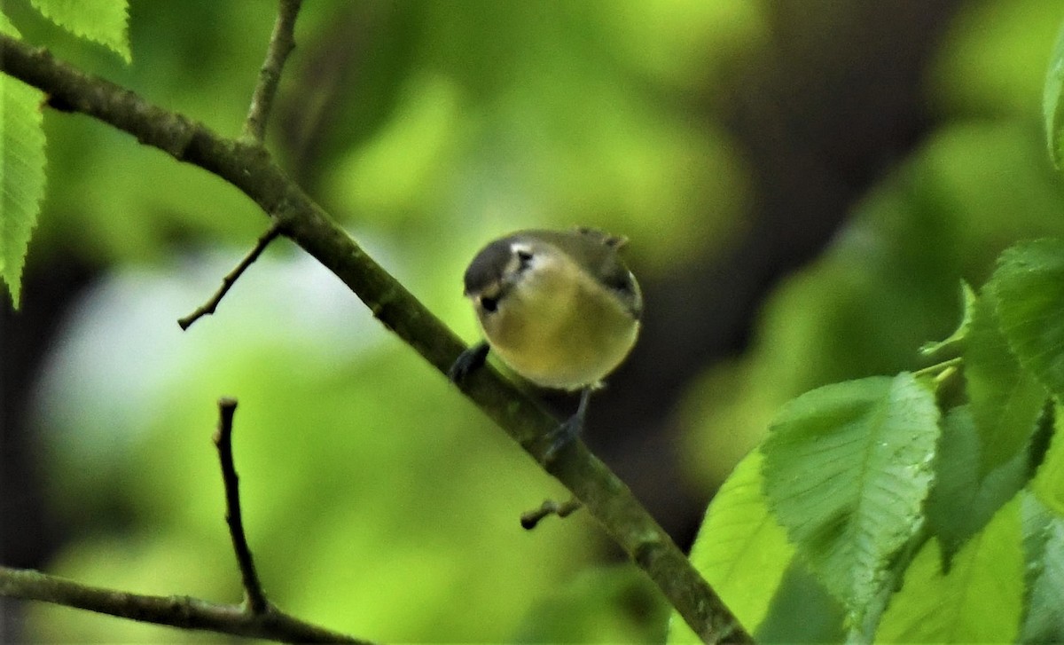 Philadelphia Vireo - ML628792652