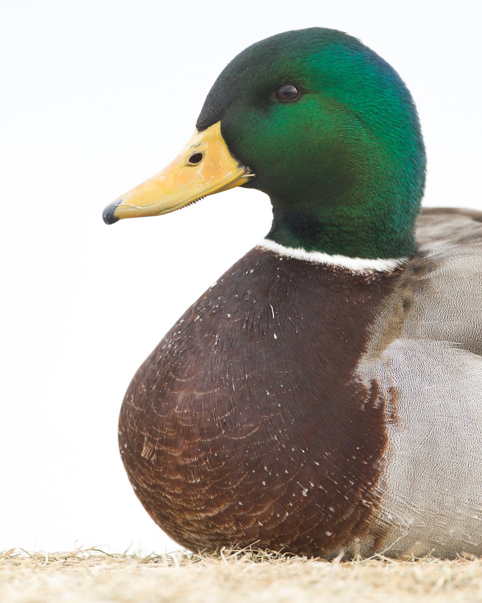 Mallard - ML628792710