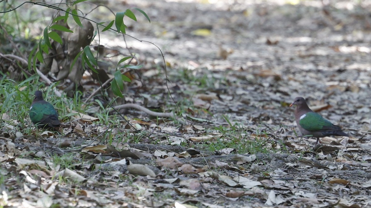 Pacific Emerald Dove - ML628792720