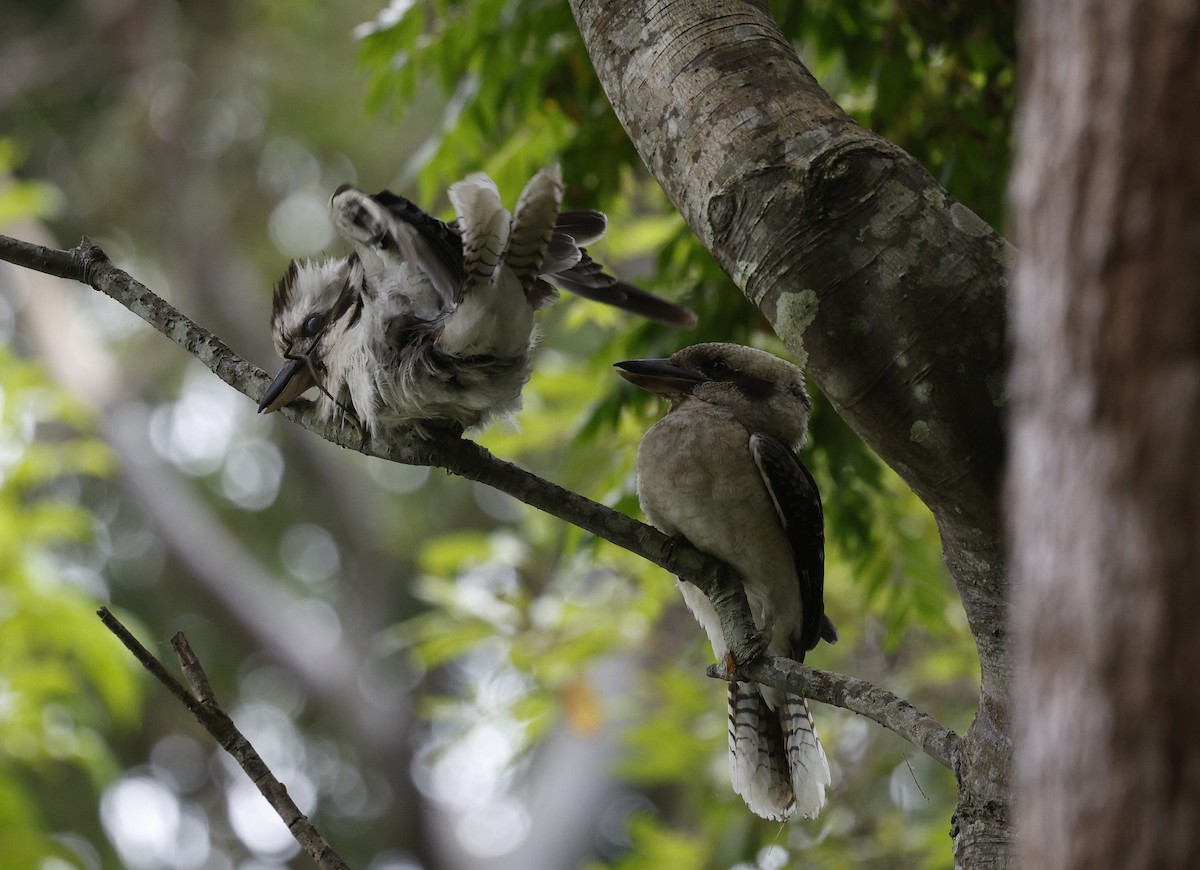 Laughing Kookaburra - ML628792731