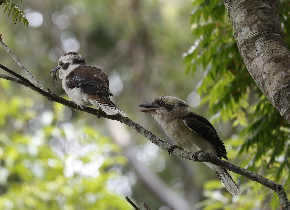 Laughing Kookaburra - ML628792732