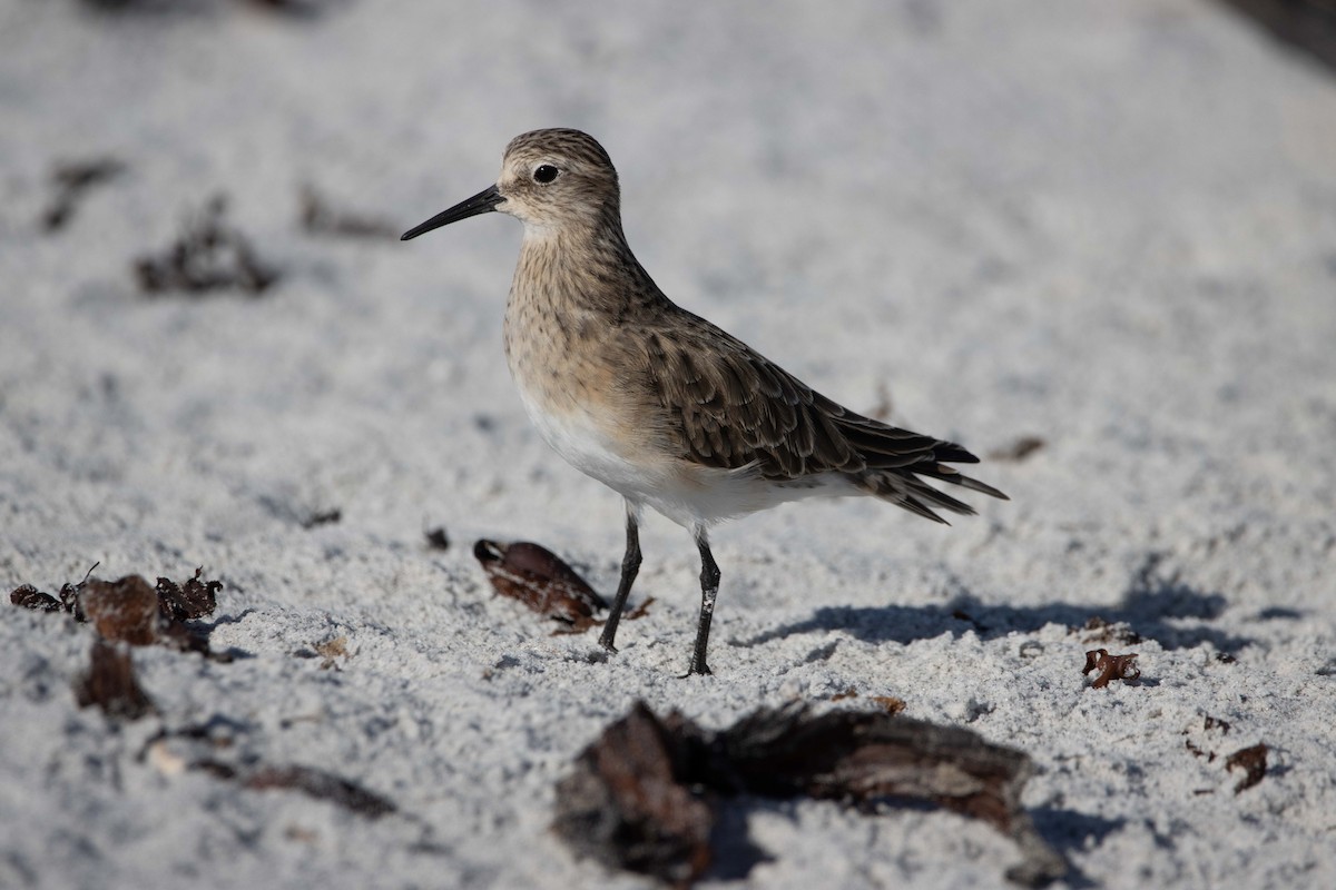 Baird's Sandpiper - ML628792733