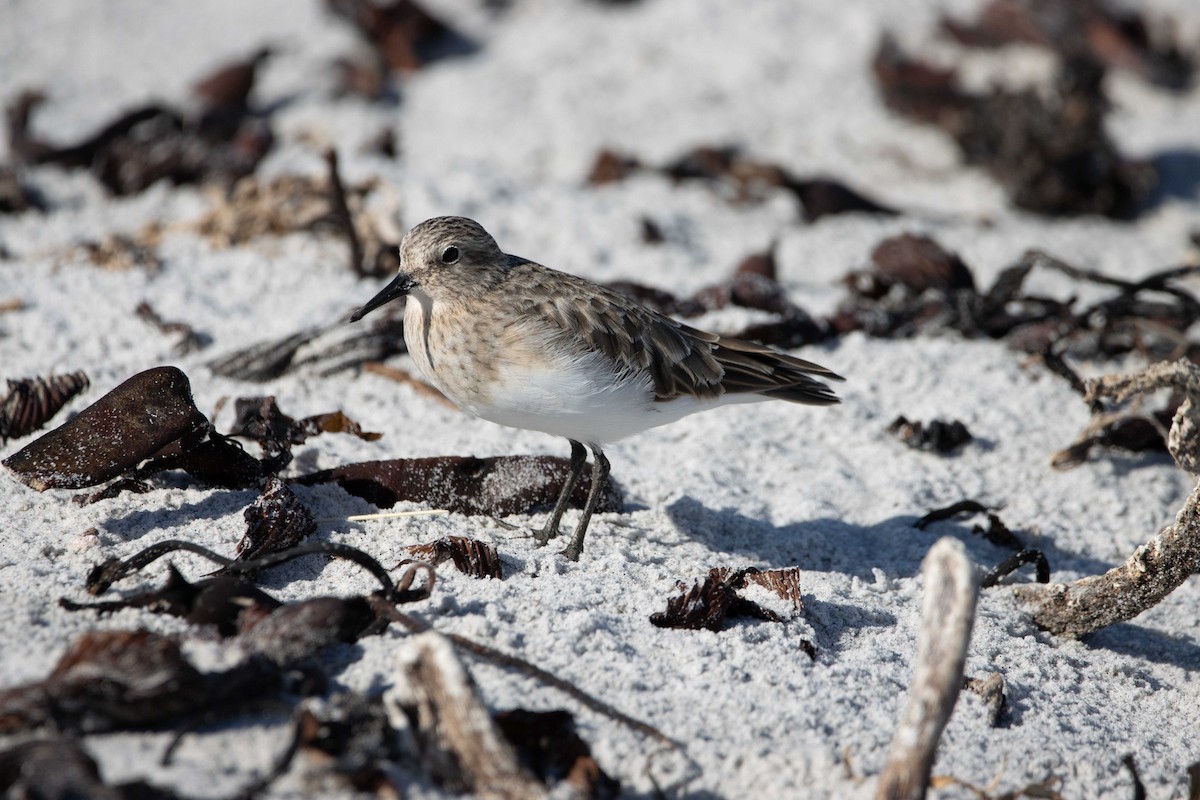 Baird's Sandpiper - ML628792734