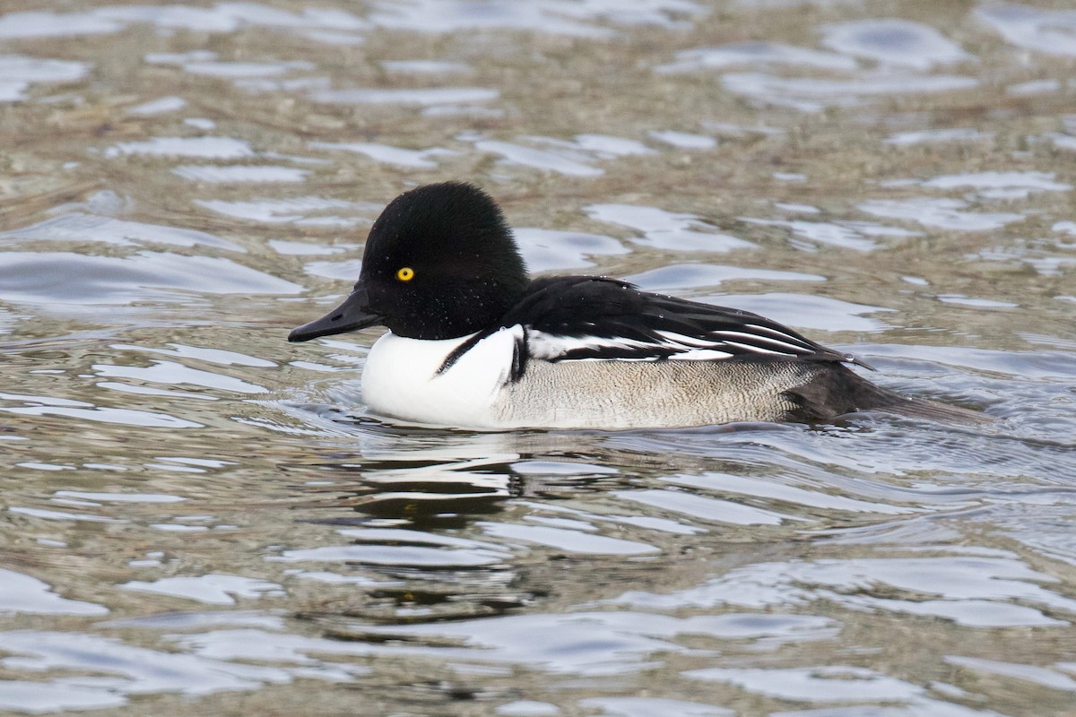 Common Goldeneye x Hooded Merganser (hybrid) - ML628792754