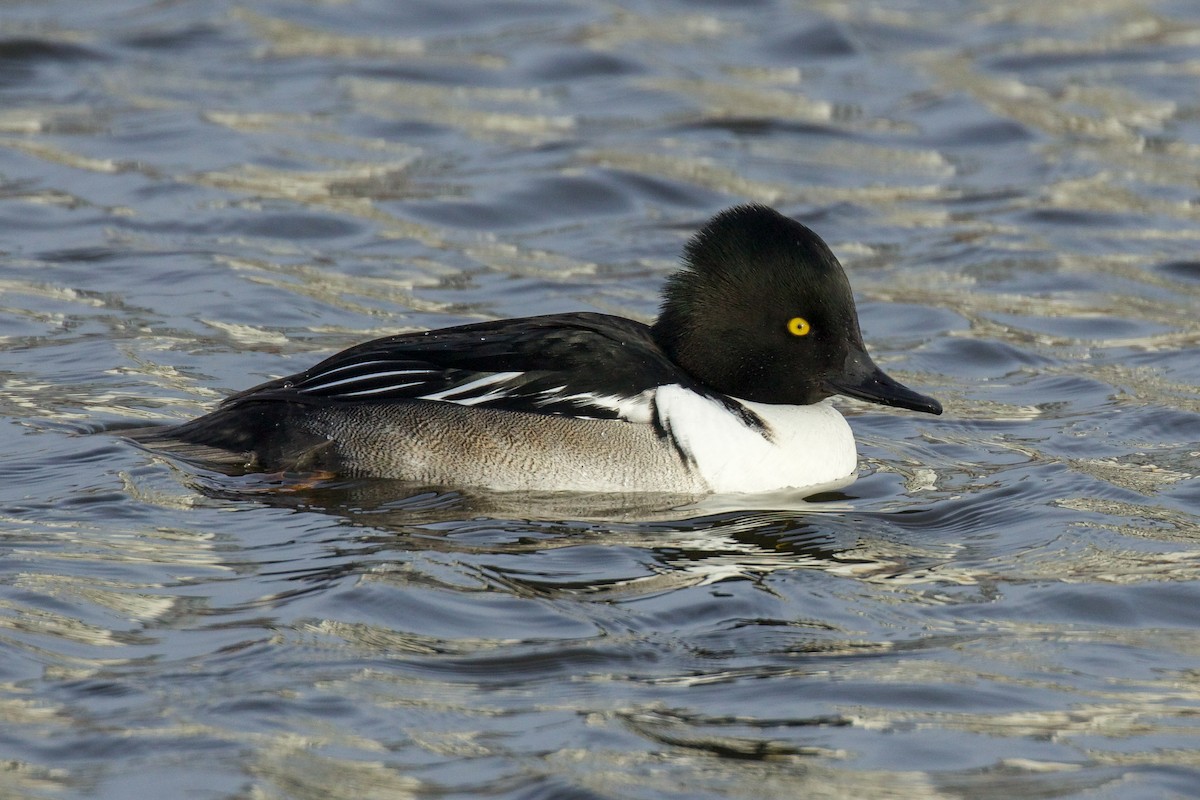 Common Goldeneye x Hooded Merganser (hybrid) - ML628792755