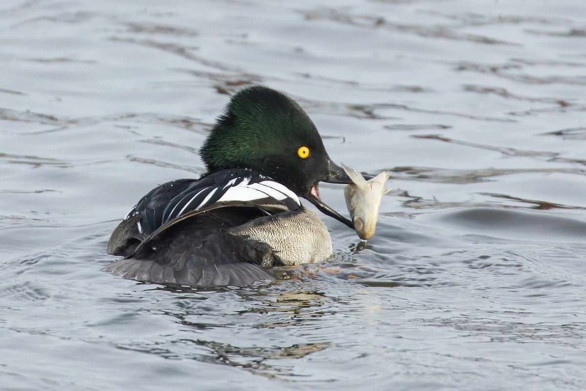 Common Goldeneye x Hooded Merganser (hybrid) - ML628792756