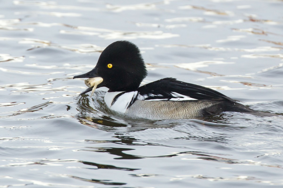 Common Goldeneye x Hooded Merganser (hybrid) - ML628792757