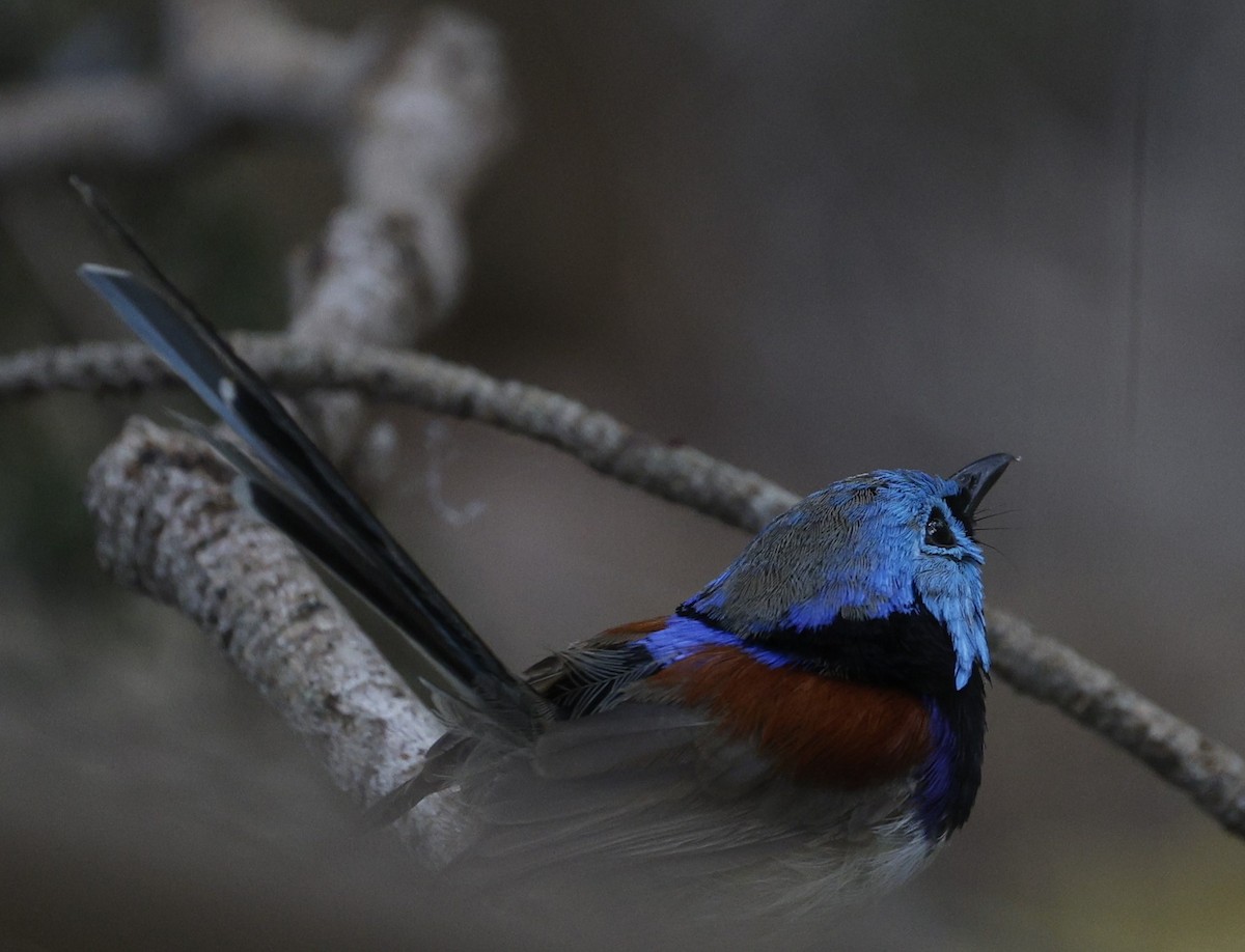 Variegated Fairywren - ML628792758