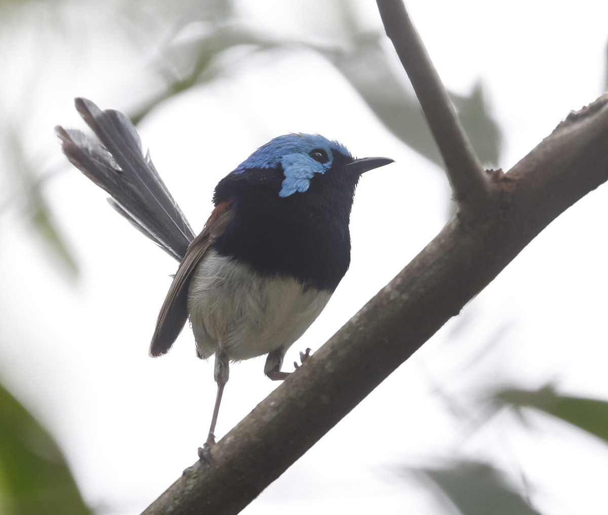 Variegated Fairywren - ML628792759