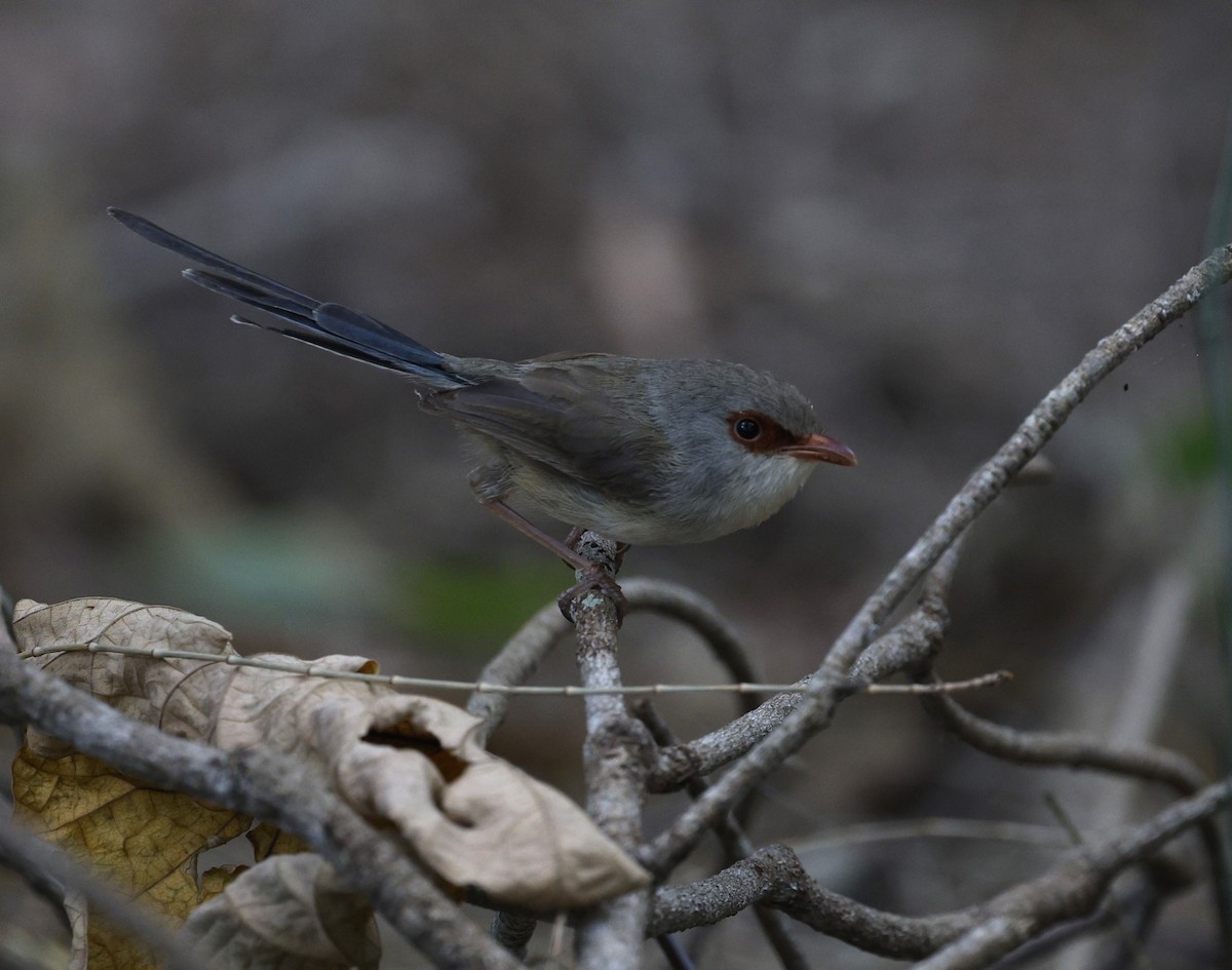 Variegated Fairywren - ML628792760