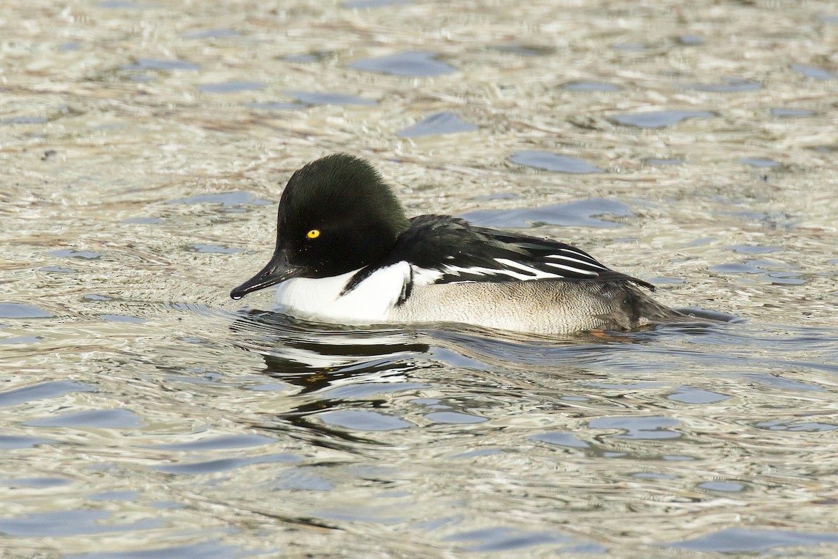 Common Goldeneye x Hooded Merganser (hybrid) - ML628792761