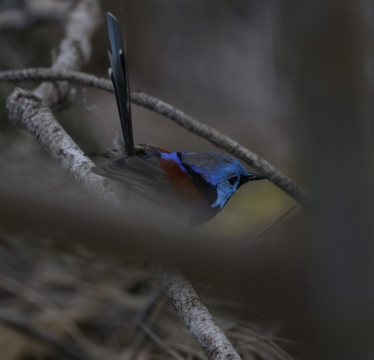 Variegated Fairywren - ML628792762