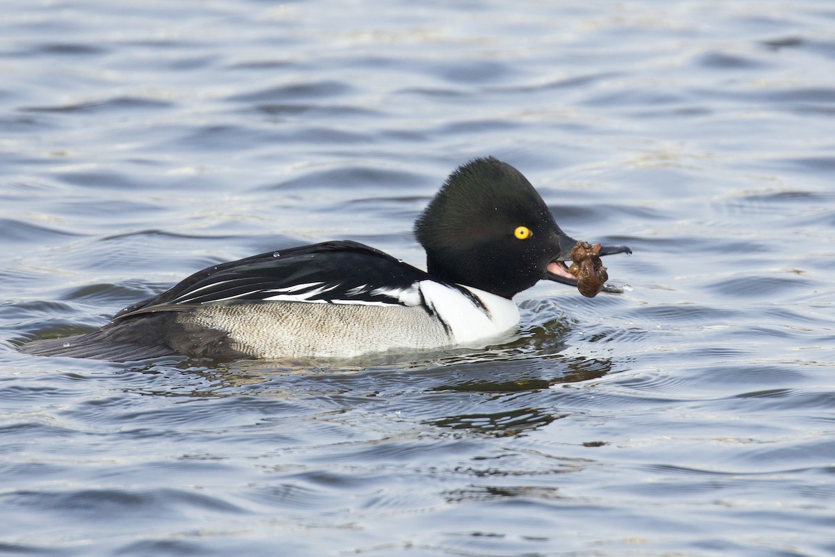 Common Goldeneye x Hooded Merganser (hybrid) - ML628792764