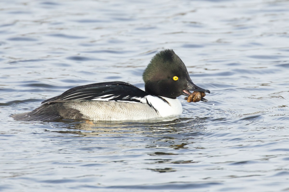 Common Goldeneye x Hooded Merganser (hybrid) - ML628792765
