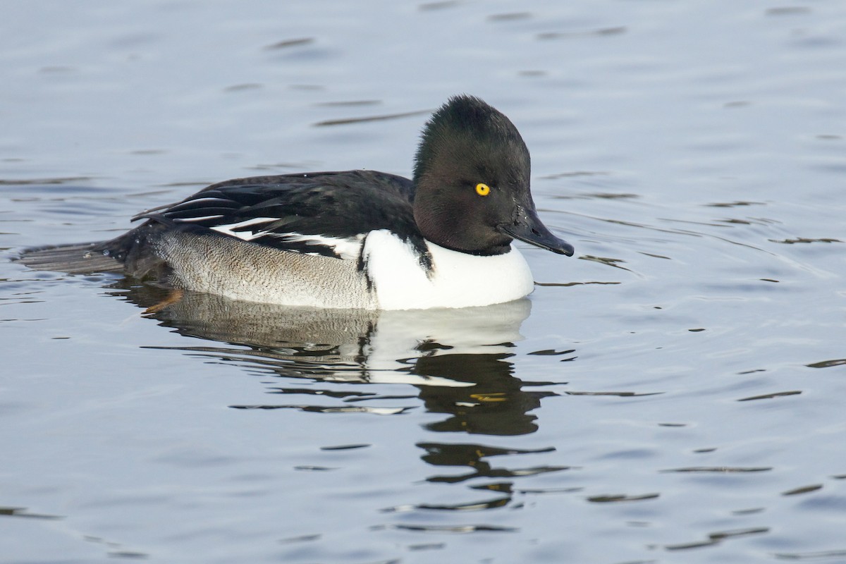 Common Goldeneye x Hooded Merganser (hybrid) - ML628792766