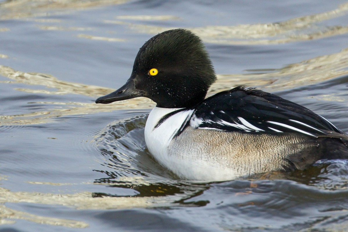 Common Goldeneye x Hooded Merganser (hybrid) - ML628792767