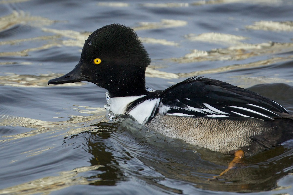 Common Goldeneye x Hooded Merganser (hybrid) - ML628792768