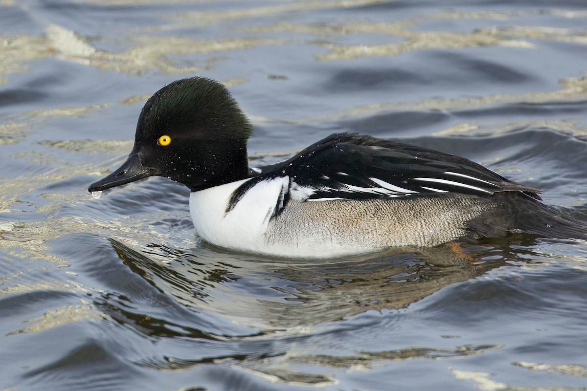 Common Goldeneye x Hooded Merganser (hybrid) - ML628792769