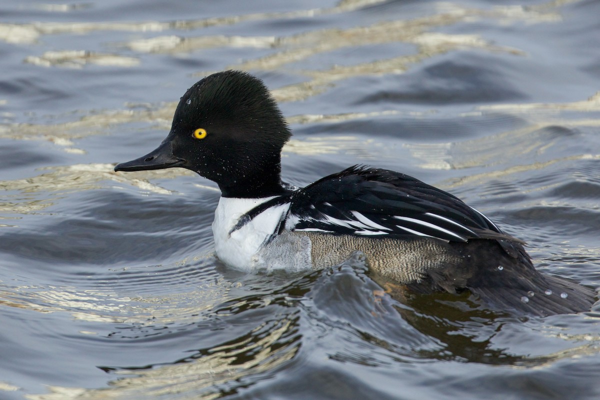Common Goldeneye x Hooded Merganser (hybrid) - ML628792770