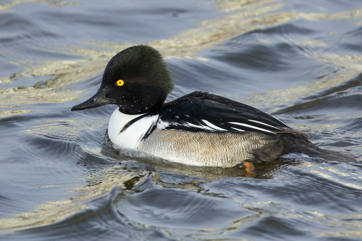 Common Goldeneye x Hooded Merganser (hybrid) - ML628792771