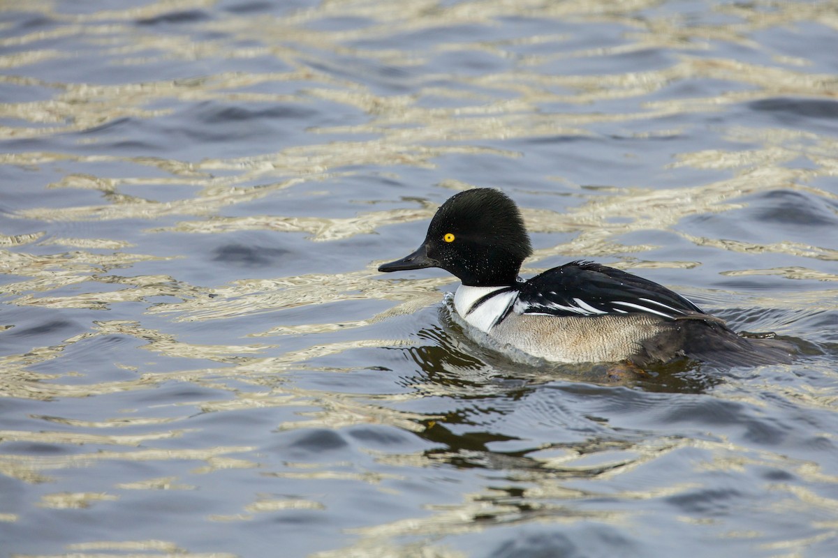 Common Goldeneye x Hooded Merganser (hybrid) - ML628792772