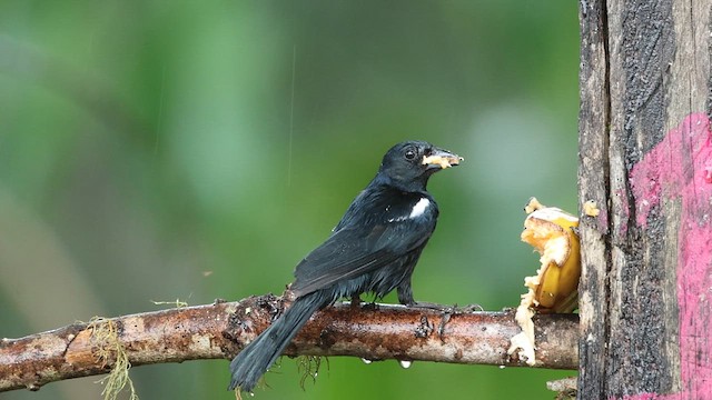 White-lined Tanager - ML628792773