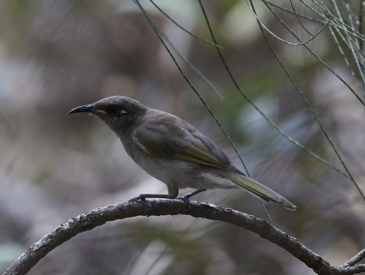 Brown Honeyeater - ML628792778