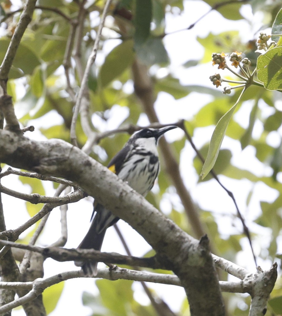 White-cheeked Honeyeater - ML628792780