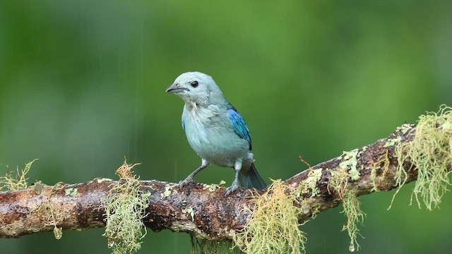 Blue-gray Tanager - ML628792787