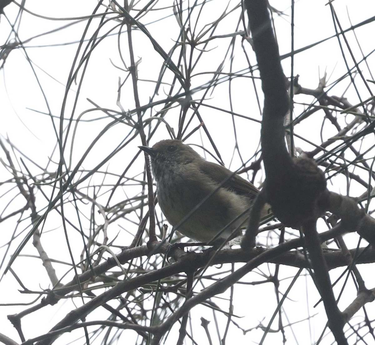 Brown Thornbill - ML628792792