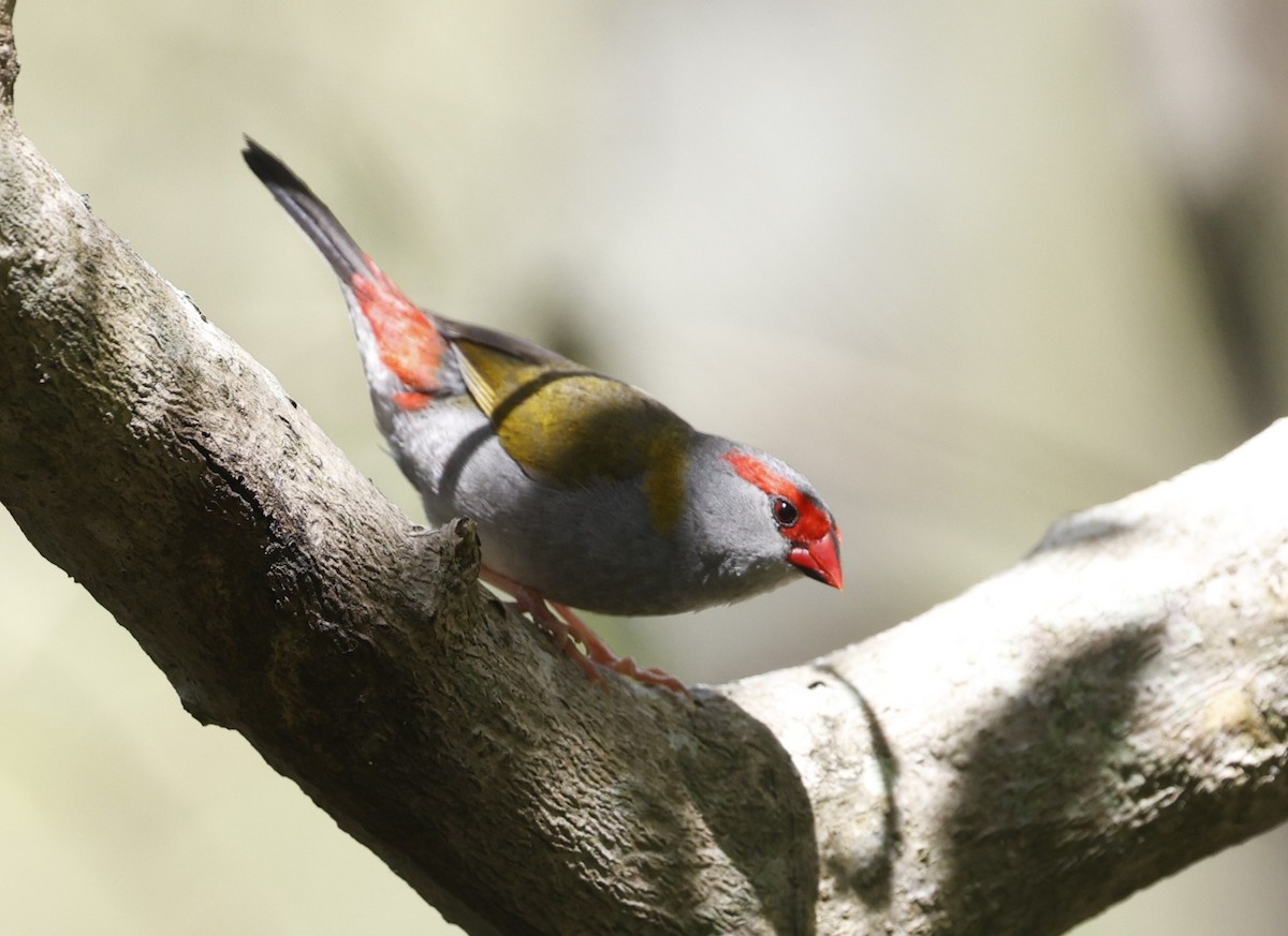 Red-browed Firetail - ML628792816