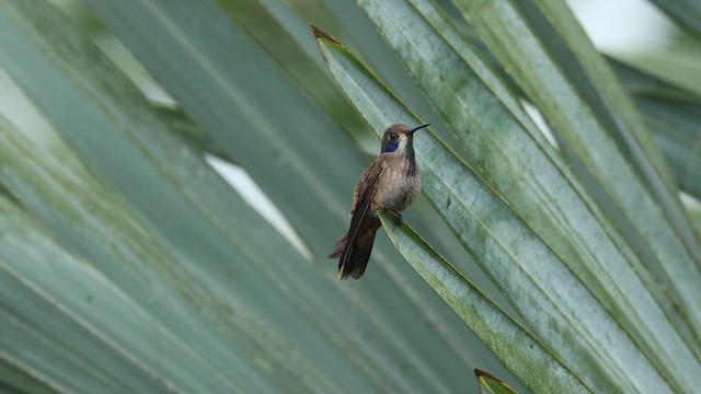 Brown Violetear - ML628792860