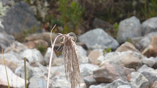 Band-tailed Seedeater - ML628792874