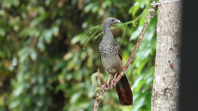 Colombian Chachalaca - ML628792896