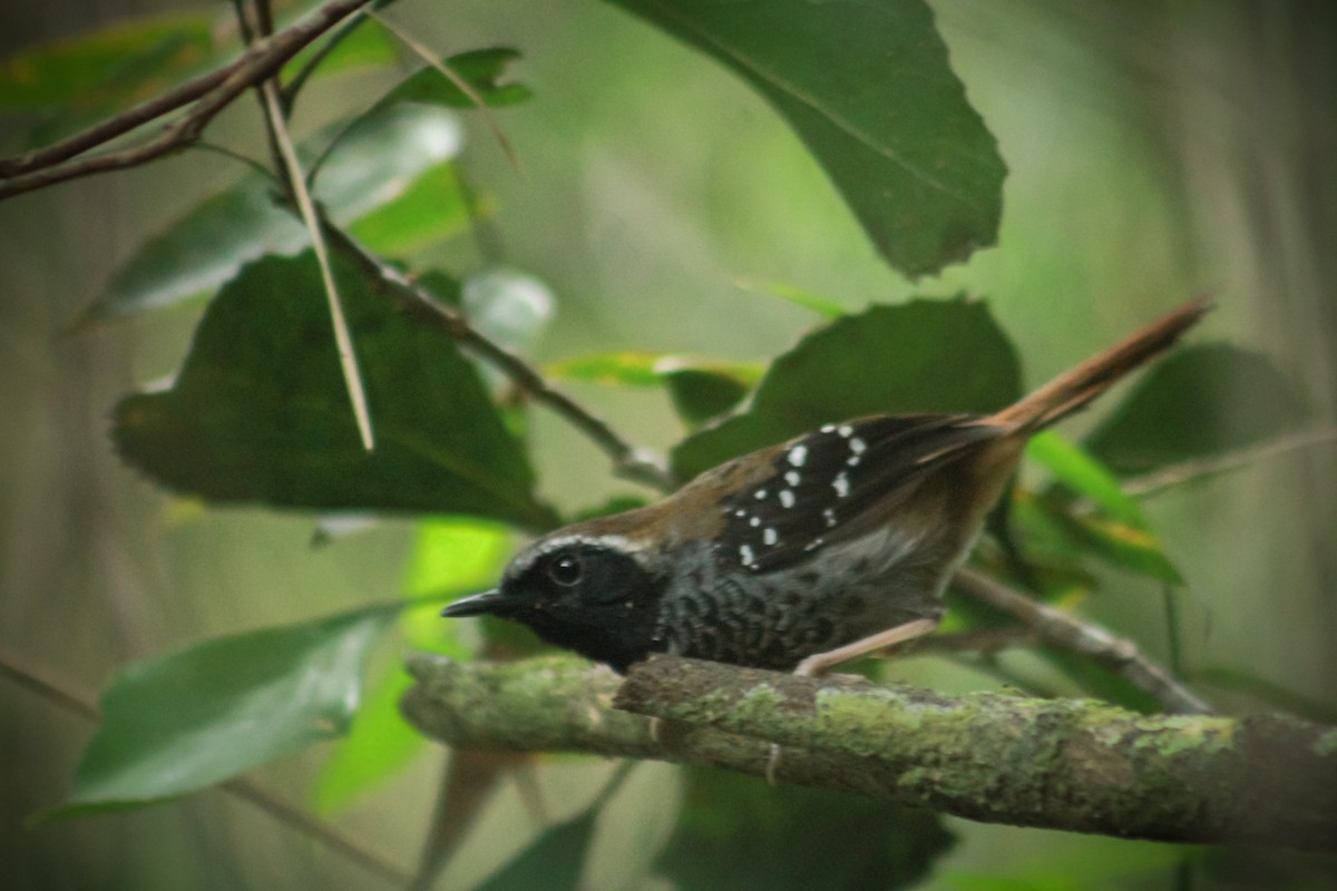 Squamate Antbird - ML628792952