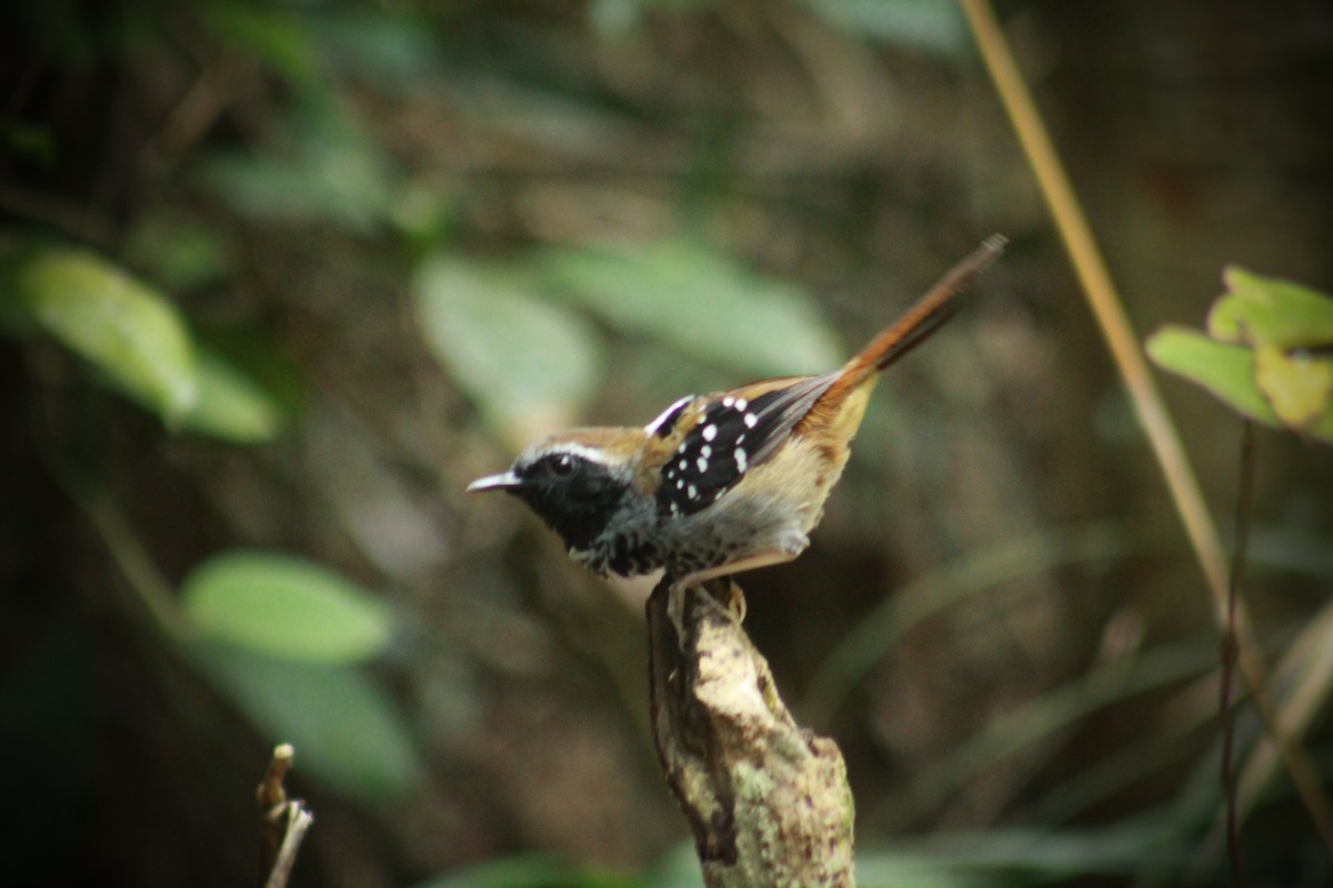 Squamate Antbird - ML628792953