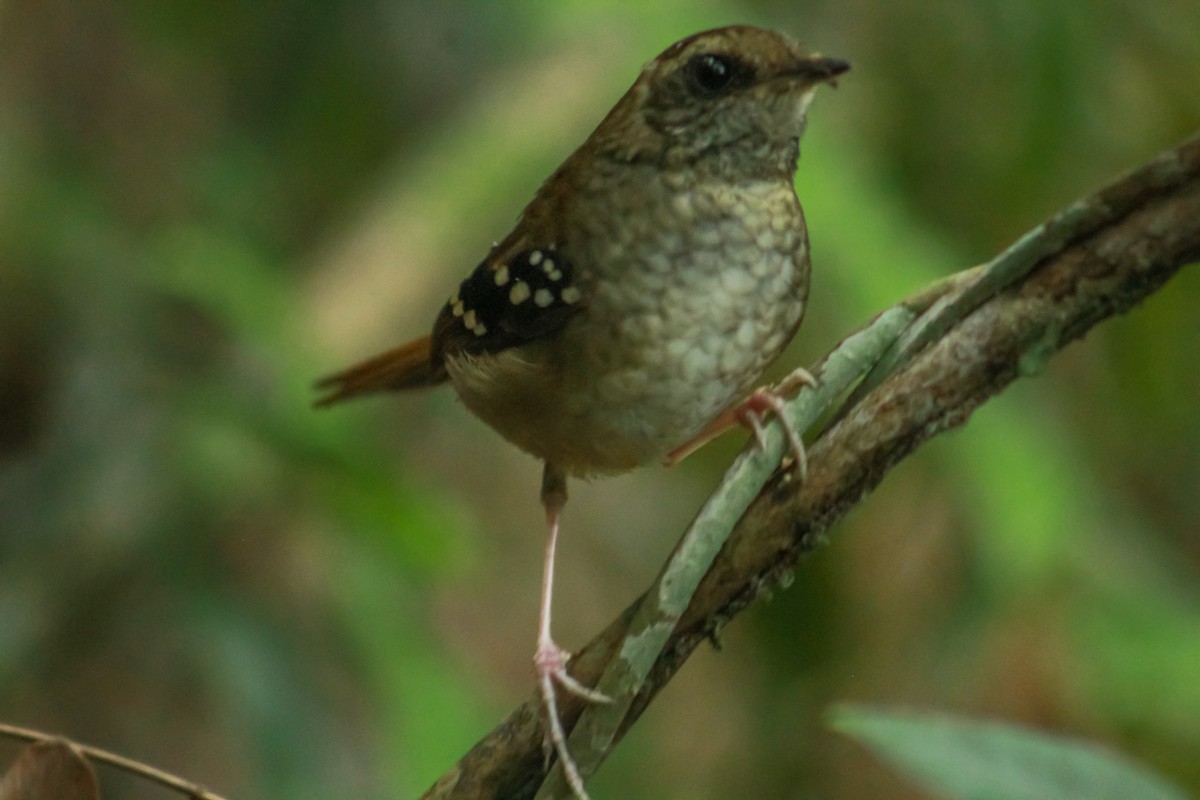 Squamate Antbird - ML628792954